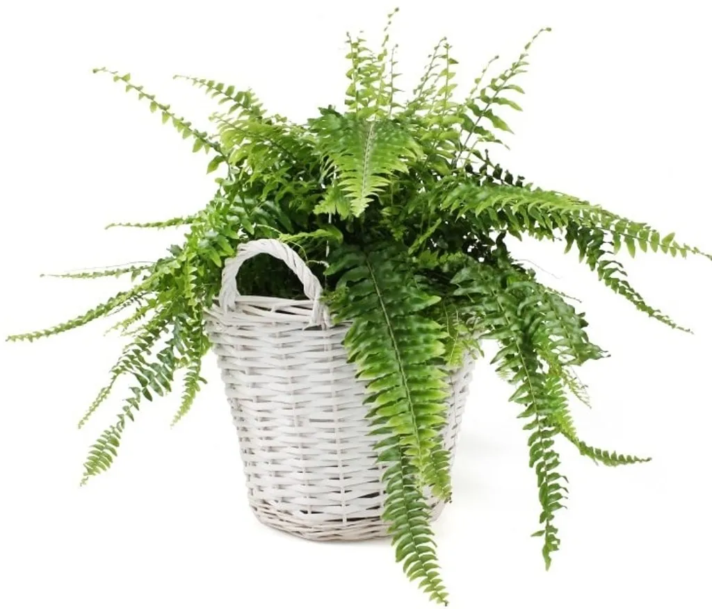 Panier Plante Intérieur Osier 38 cm Cache Pot Décoratif Blanc Rond