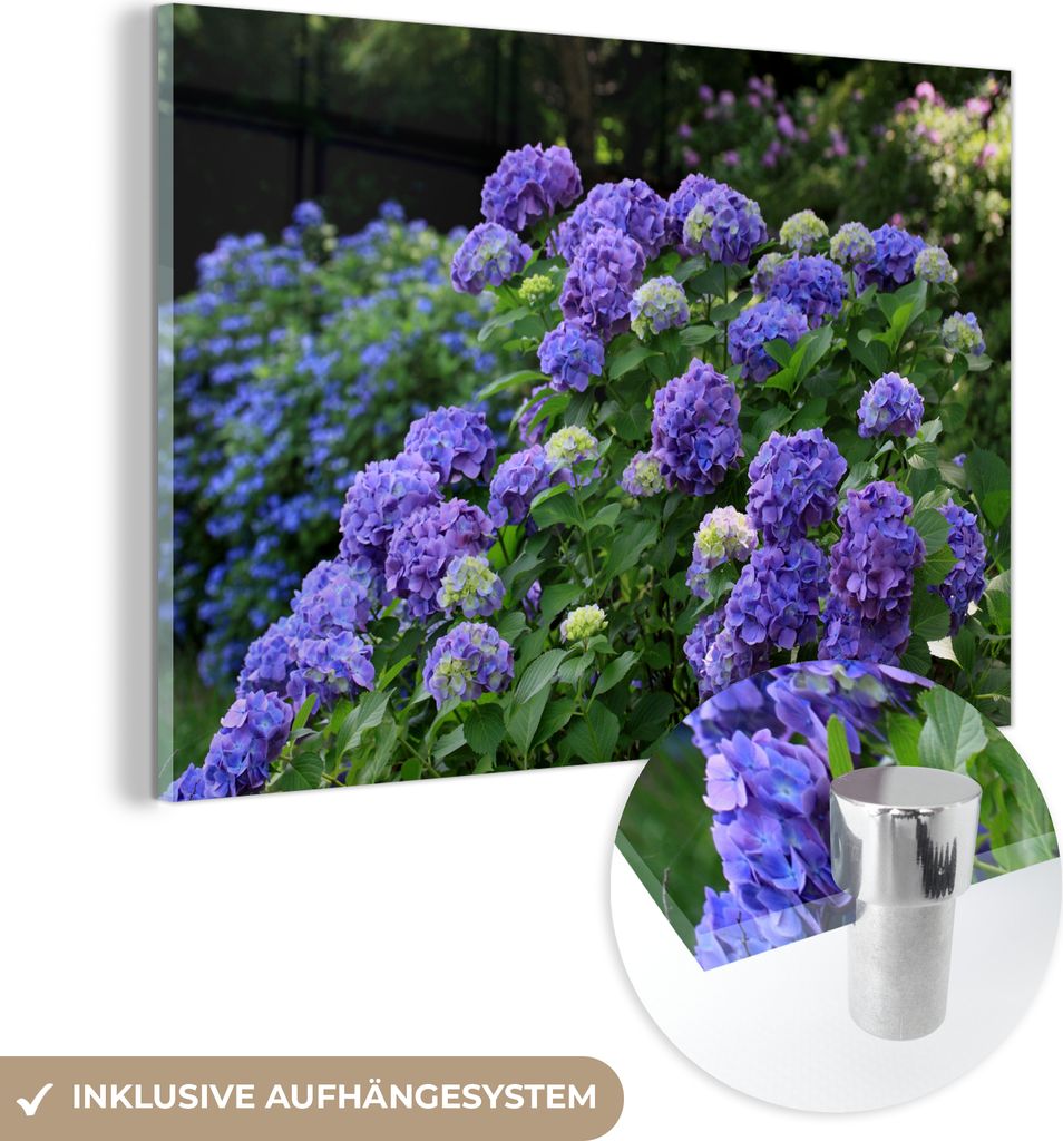 MuchoWow Glasbilder - Bilder auf Wandbild - Foto auf Glas Lila Hortensien in einem japanischen Garten 30x20 cm Wanddekoration aus Glas - Acrylglasb...