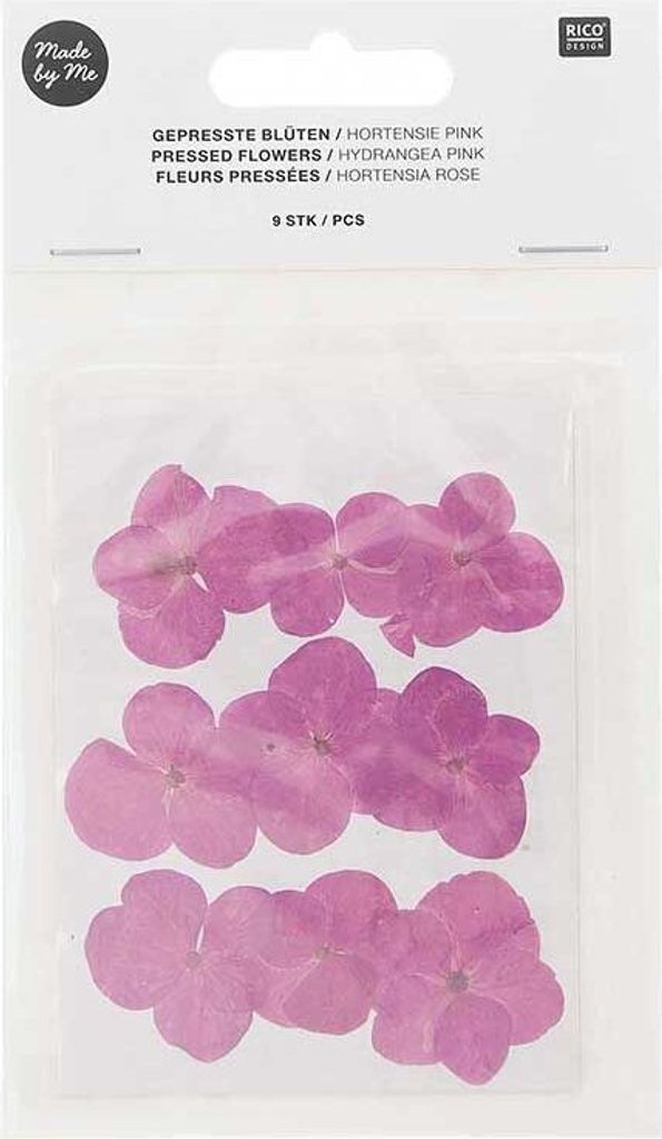 Getrocknete und gepresste rosa Hortensien