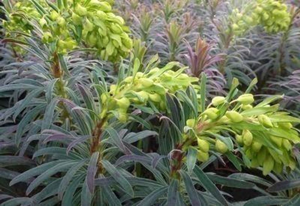 6 x Euphorbia char. 'Purple And Gold' - Euphorbe - Pot de 9 Image du produit 