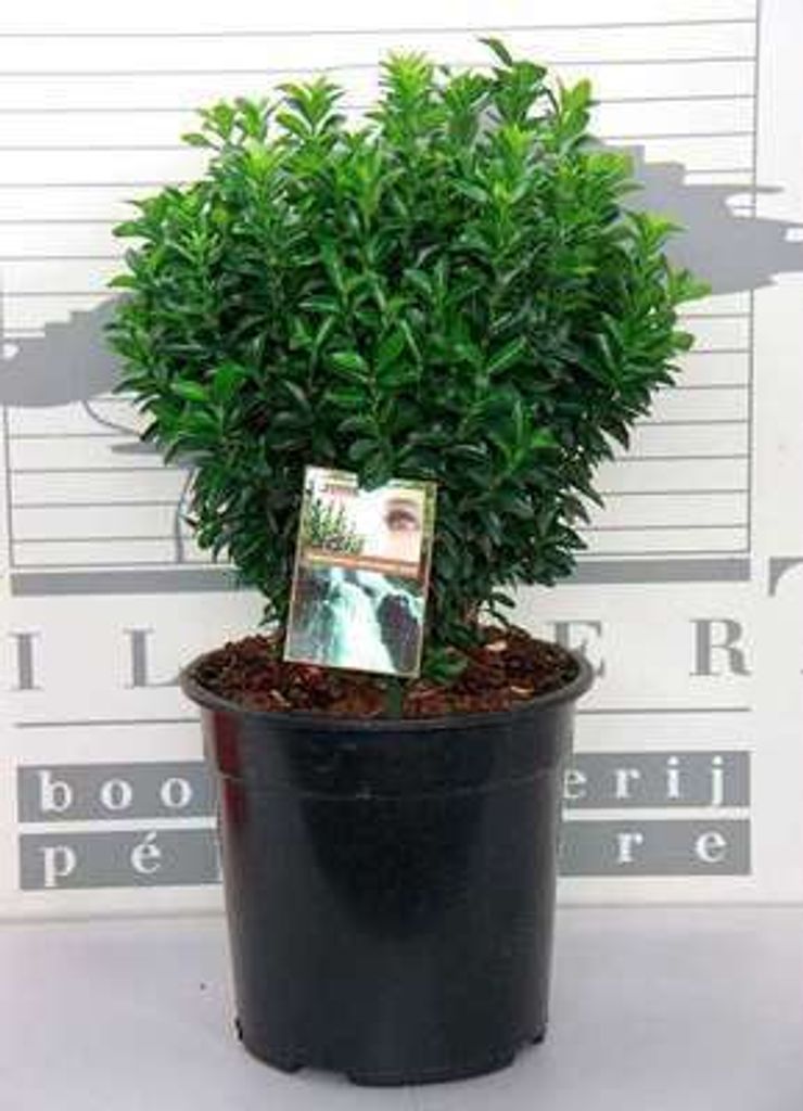 Euonymus jap. 'Jean Hugues' - Korkflügelstrauch 40- 60 cm Container
