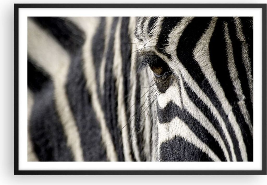 Gerahmtes Poster - Schwarzer Rahmen - Zebra Streifen Tierwelt Safari - 91,5x61 cm - Wand Bild - Wanddeko - Wandbilder - Wandposter - Bilderrahmen -...