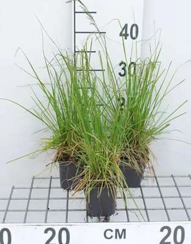 Canche cespiteuse Tardiflora - Lot de 6 plantes vivaces de bordure