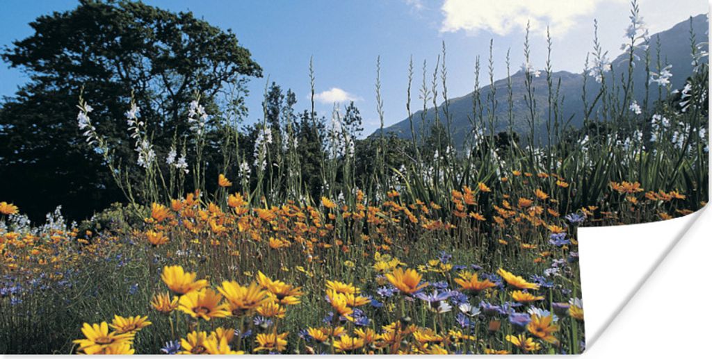 MuchoWow Poster Blumen - Natur - Farbe 80x40 cm - Wanddeko