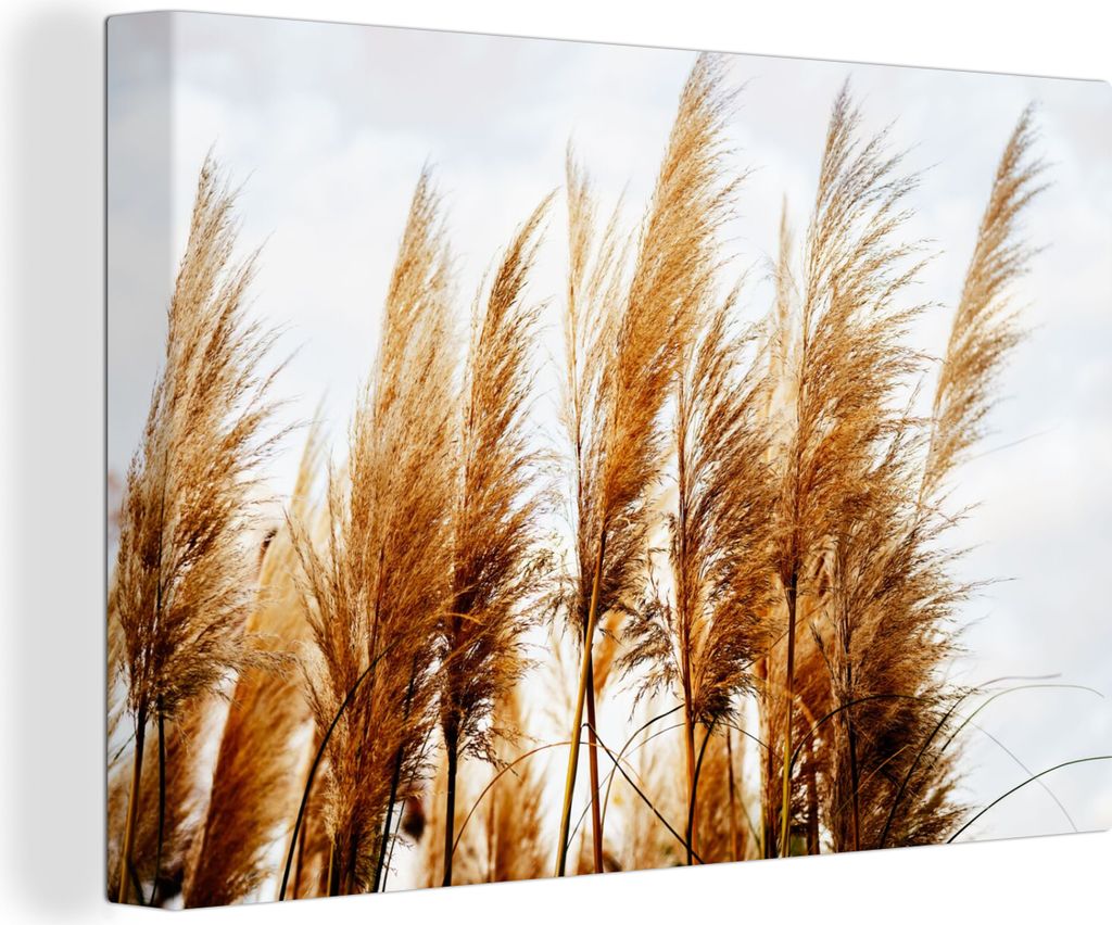 OneMillionCanvasses - Leinwandbilder - 150x100 cm, Pampasgras - Sonne - Gras, Wandbilder Kunstdruck Wanddekoration - Foto auf Leinwand - Gemälde...