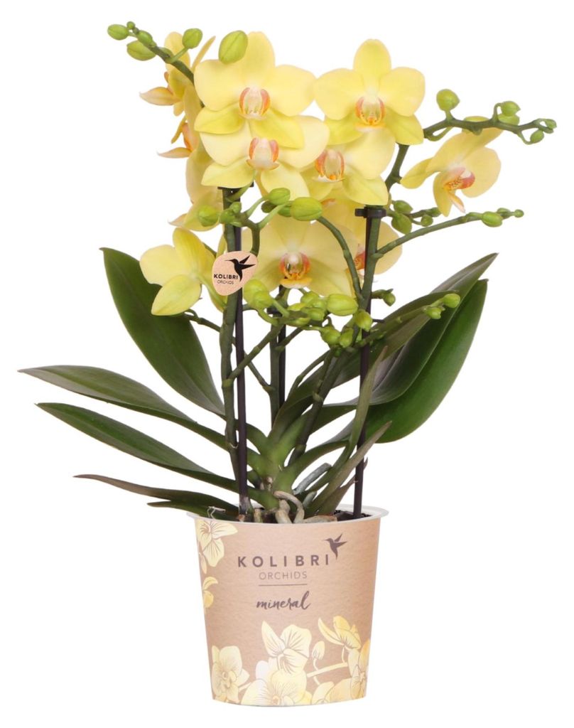 Kolibri Orchids | Gelbe Phalaenopsis Orchidee - Albenga - Produktbild 