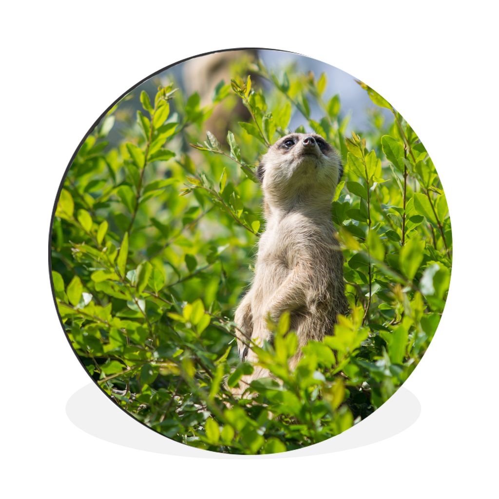 MuchoWow Aluminium Wandkreis Büsche - Erdmännchen - Tier Ø 60 cm Wanddeko Modern Wohnzimmer - Wand Kreis - Wandbild - Schlafzimmer - Aluminium...