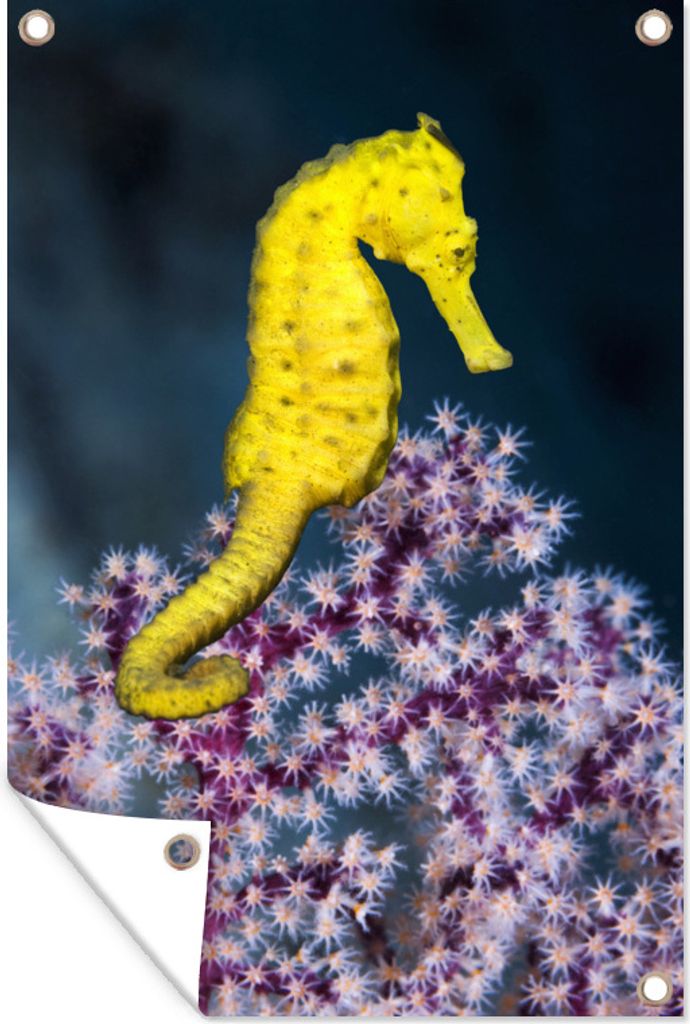 MuchoWow 40x60 cm Outdoor-Poster Gartendeko Sichtschutz Garten Poster für den Garten Gelbes Seepferdchen