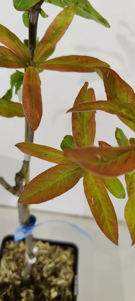Nèfle Mespilus Westerveld : Variété productive, plant en pot 5L