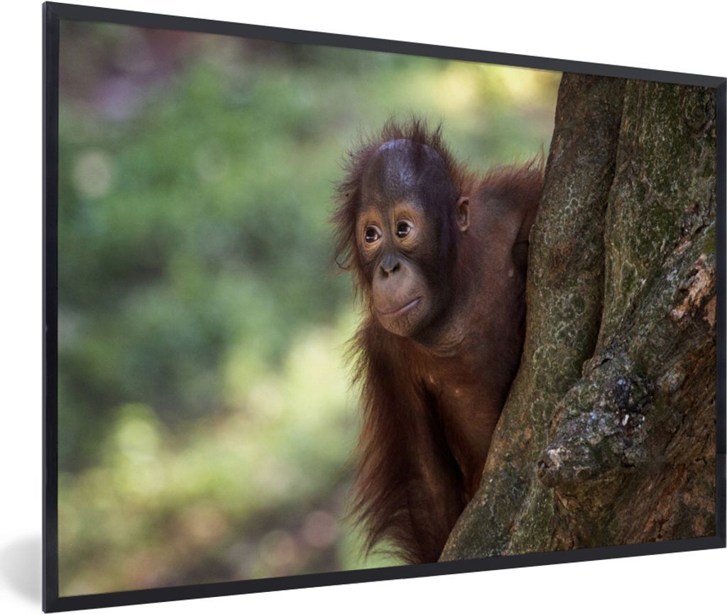 MuchoWow MuchoWow Gerahmtes Poster Baby - Orang-Utan - Baum 90x60 cm - Poster mit zchwarzem Bilderrahmen - Fotorahmen - Foto-Plakat