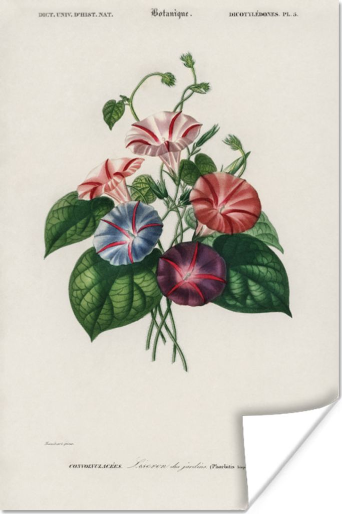 MuchoWow Poster Blumen - Vintage - Blatt 120x180 cm - Kunstposter