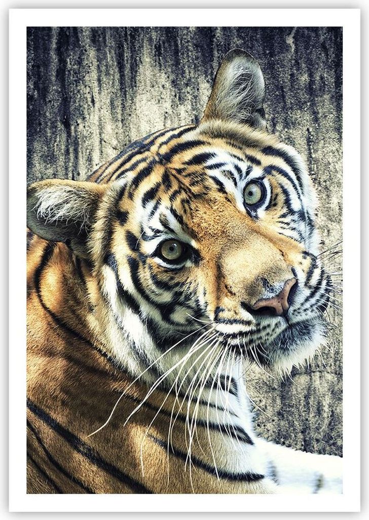 Poster - Poster ohne Rahmen - Indien stein tiger wild - 70x100 cm - Wand Bild - Wanddeko - Wandbilder - Kunstposter - Wandposter - Bilder - Kunstdr...