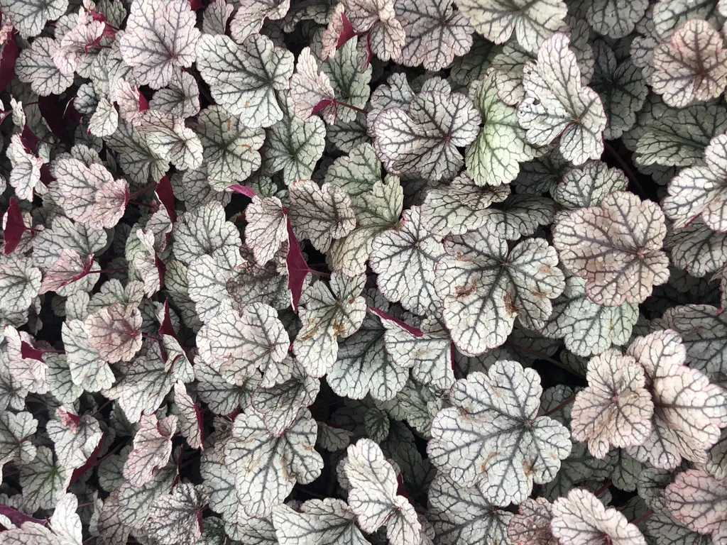 Heuchera Silver Scrolls Lot de 6 Plantes Vivaces en Pot de 9x9 cm Qualité