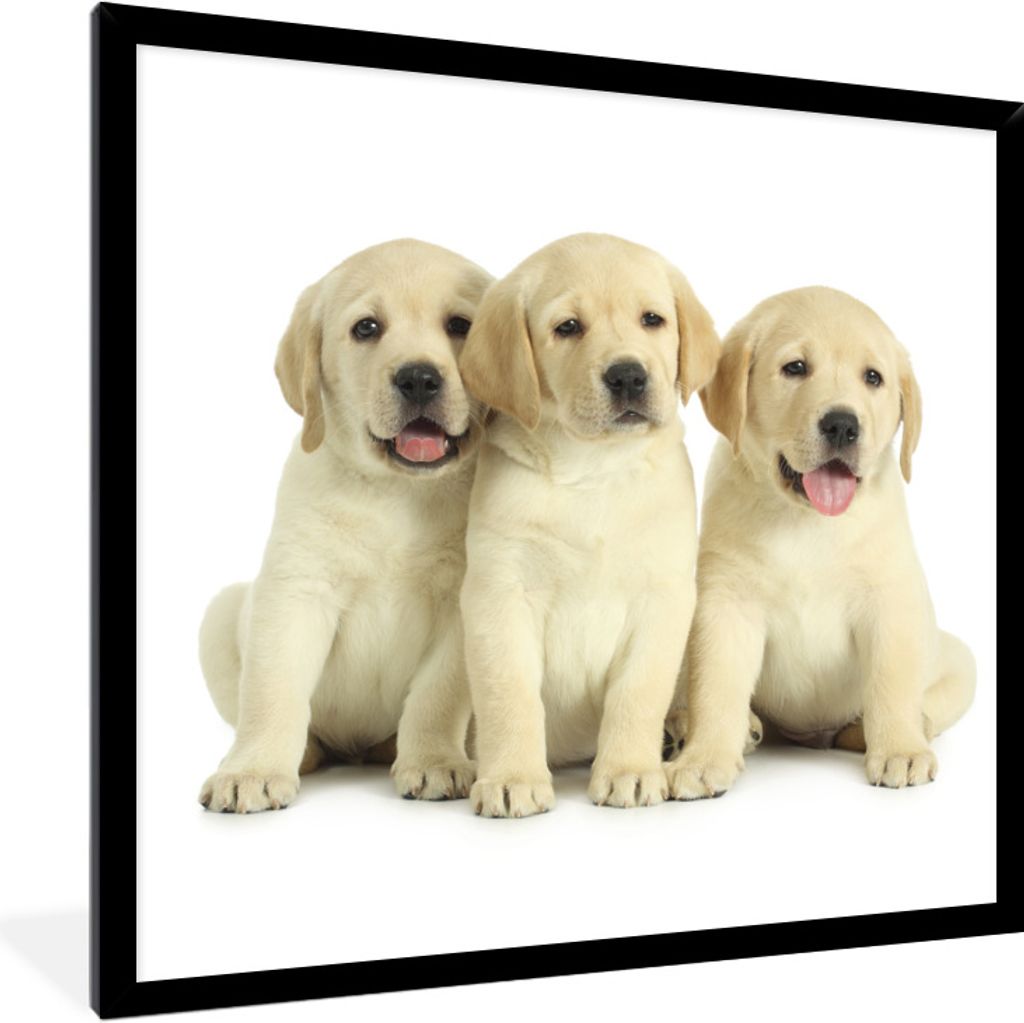 MuchoWow® Gerahmtes Poster Bezaubernde Labrador Retriever Produktbild 