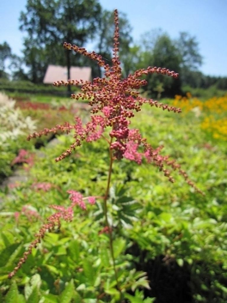 Thunberg-Prachtspiere Straußenfeder - Astilbe thunbergii Straußenfeder