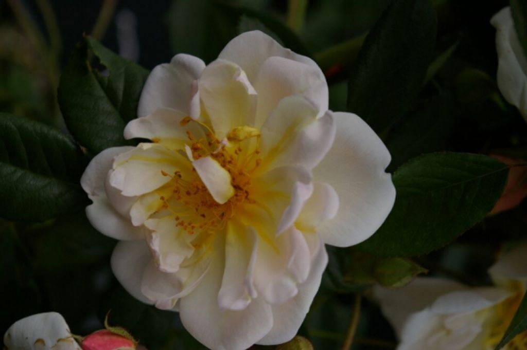 Rosa Madame Alfred Carriere - Kletterrose - Schwartz Rose - Ramblerrose