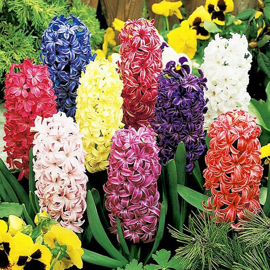 Bulbi di fiori di giacinto Bulbi di fiori di giacinto Mix Immagine del prodotto 