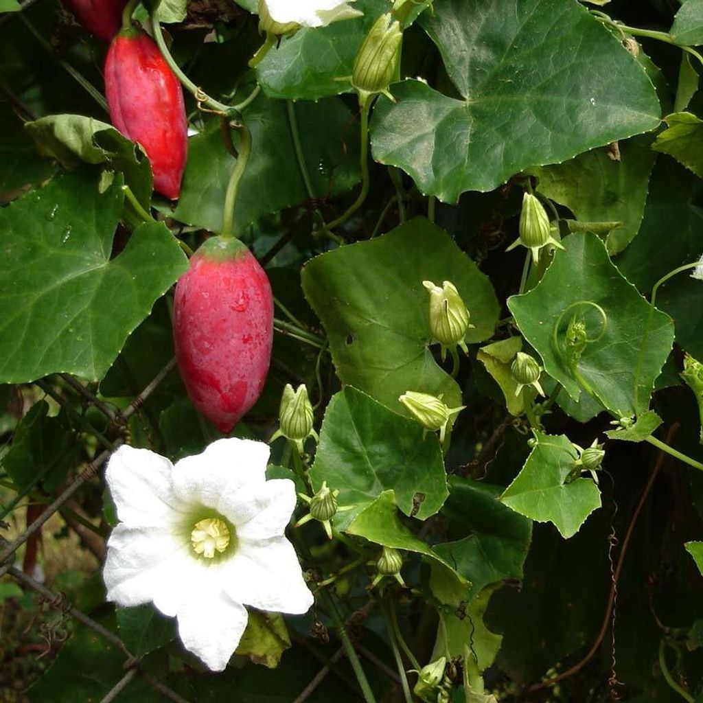Tindola (Coccinia grandis)  – 10 semen Obrázek produktu 