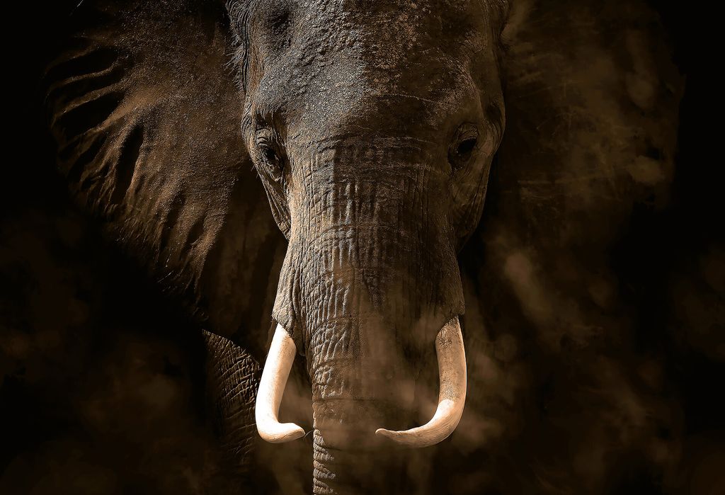 Digitaldruck-Tapete Elephant Ivory livingwalls (1033886) Produktbild 
