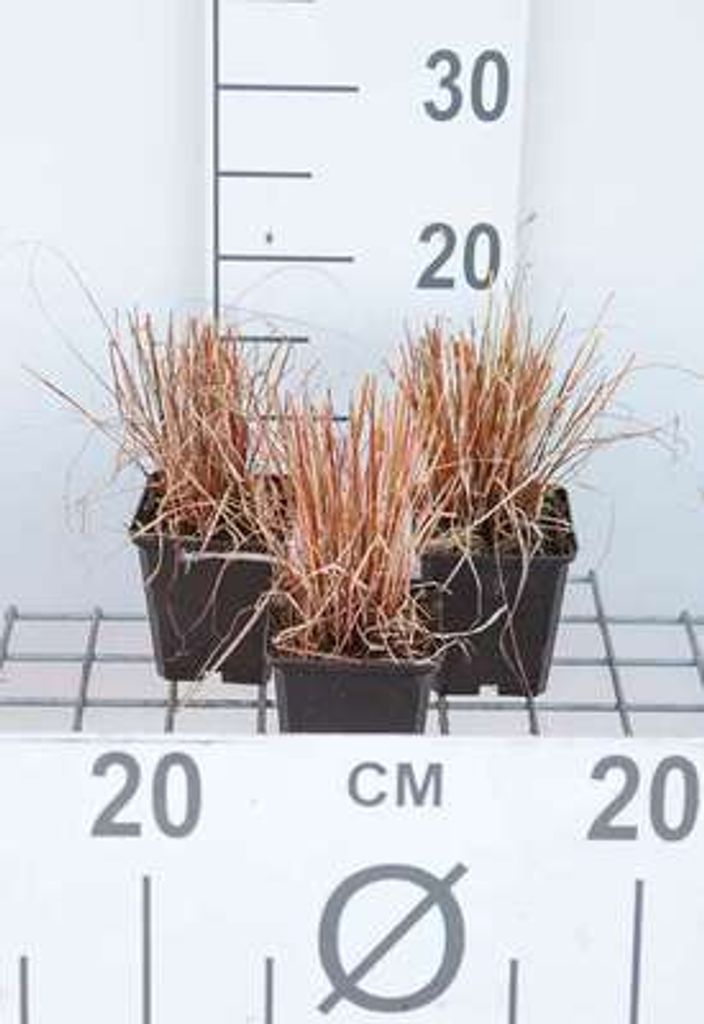 6 x Carex how. 'Phoenix Green' - Segge - Topf 9 x 9 cm