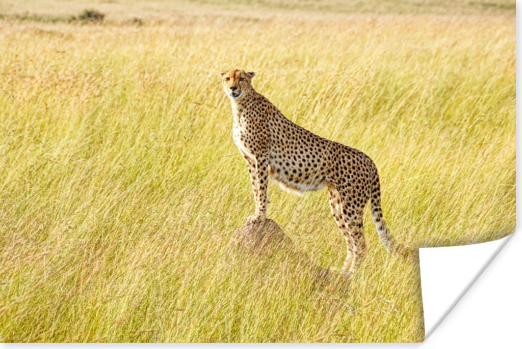 MuchoWow Poster Gepard in der Masai Mara 60x40 cm - Schlafzimmerdekoration