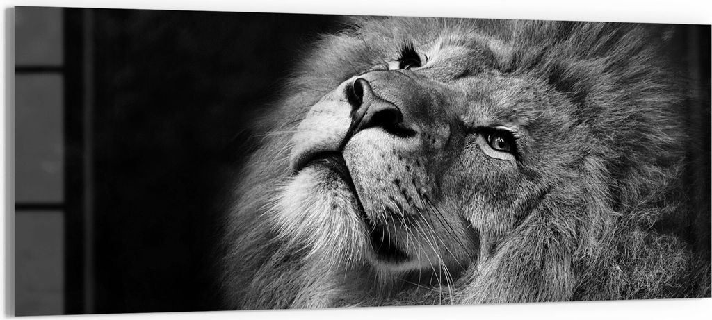 DEQORI Glasbild Echtglas 150x60 cm 'Der König der Tiere' Wandbild Bild modern Deko