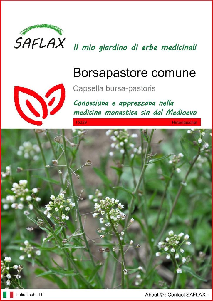 SAFLAX  - Borsapastore comune - 1000 semi - Capsella Immagine del prodotto 