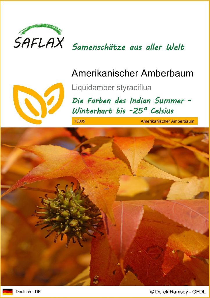 SAFLAX - Amerikanischer Amberbaum - 100 Samen - Liquidamber Produktbild 