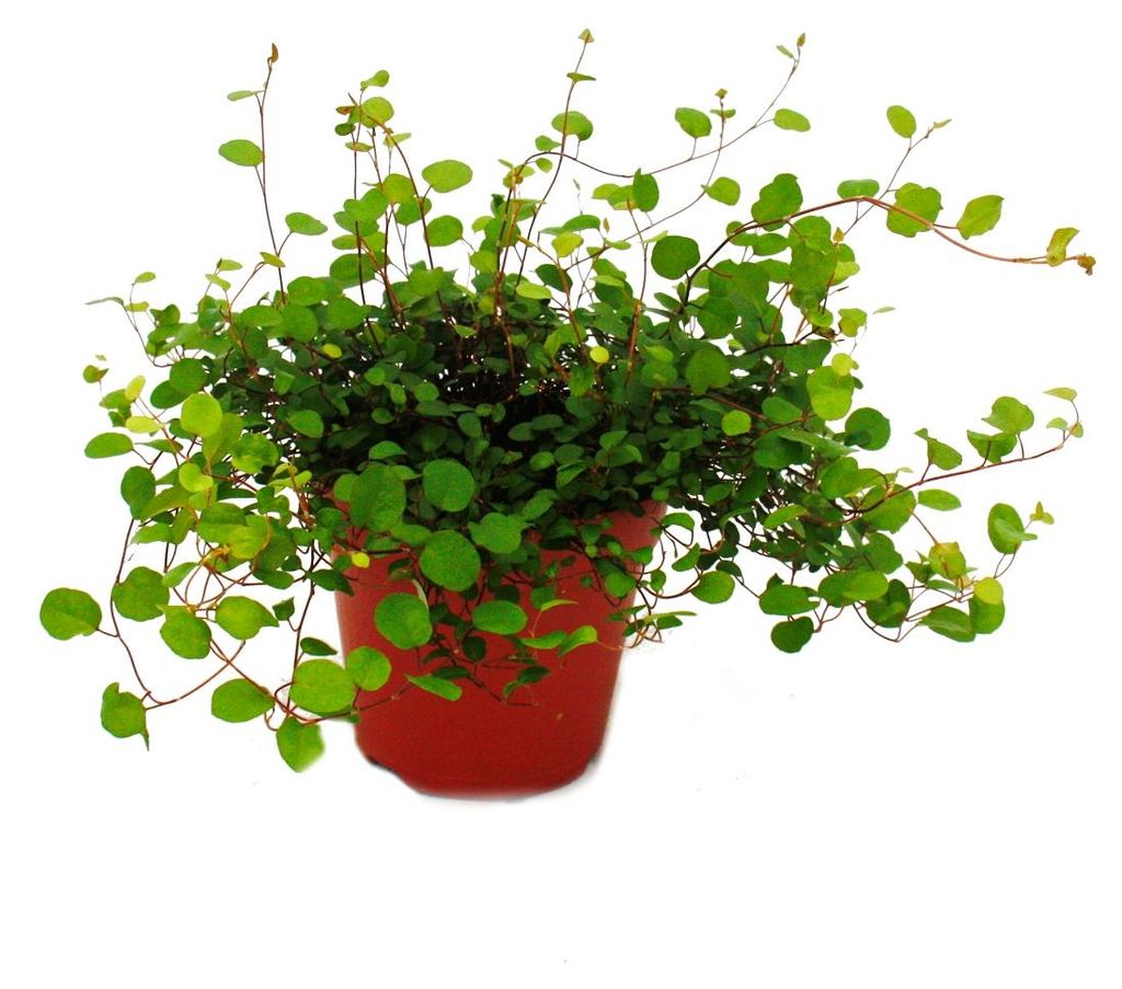 Zimmerpflanze – Mühlenbeckia complexa – Kiwi-Knötchengras – Produktbild 