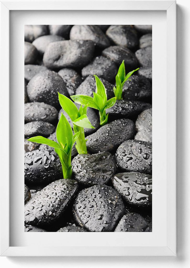 Grüne Pflanzen auf nassen Steinen– Wandbild mit Rahmen – Gerahmtes Bild – Wanddekoration – 40x60 cm – Weiß