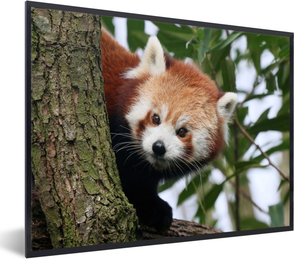 MuchoWow Gerahmtes Poster Roter Panda - Blätter - Baum 80x60 cm - Poster mit Schwarzem Bilderrahmen Wandposter Rahmen Foto Bilder - Schwarzem - ...