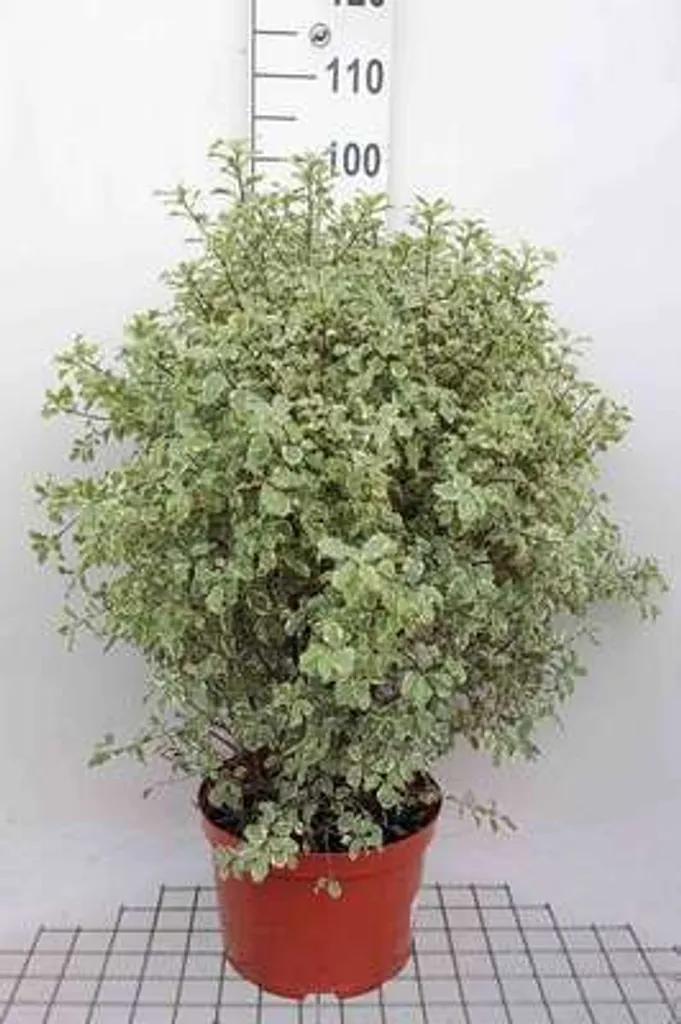 Arbuste persistant Pittosporum Variegatum 60/80 cm pour haie décorative