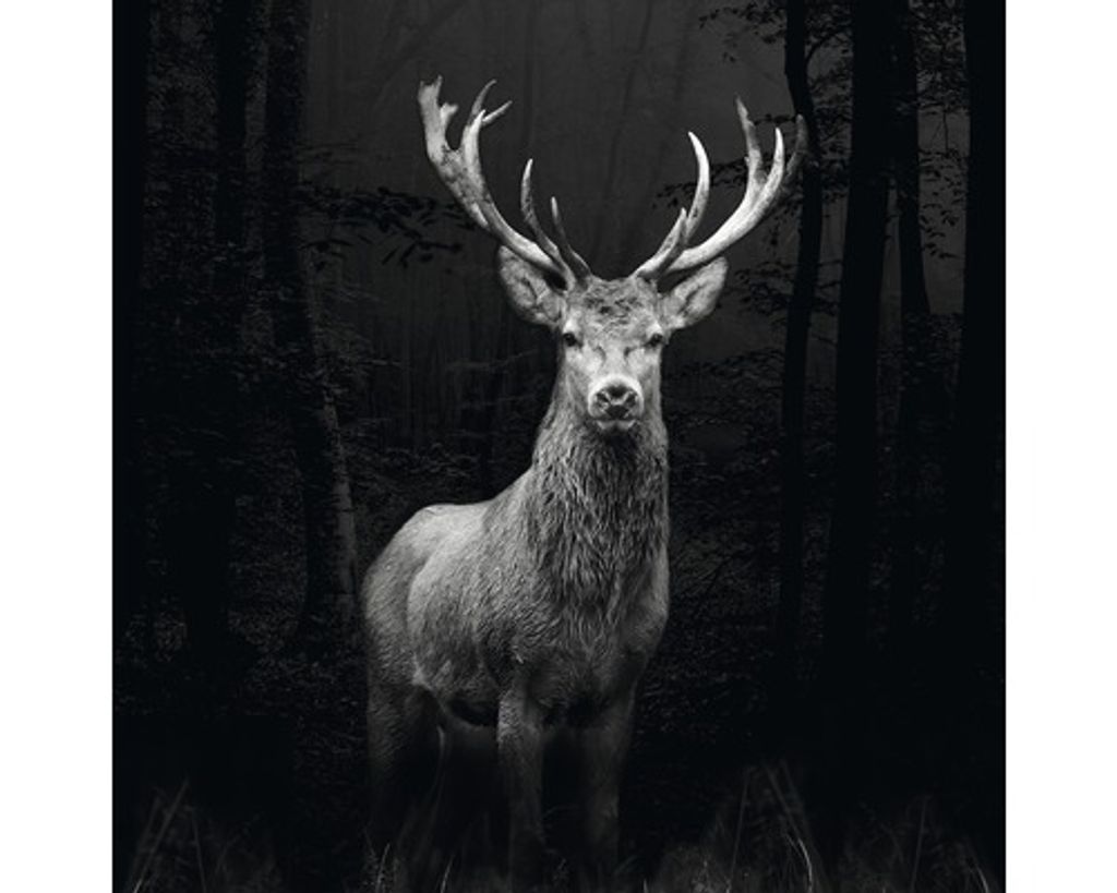 Glasbild Grey Deer Head 80x80 cm