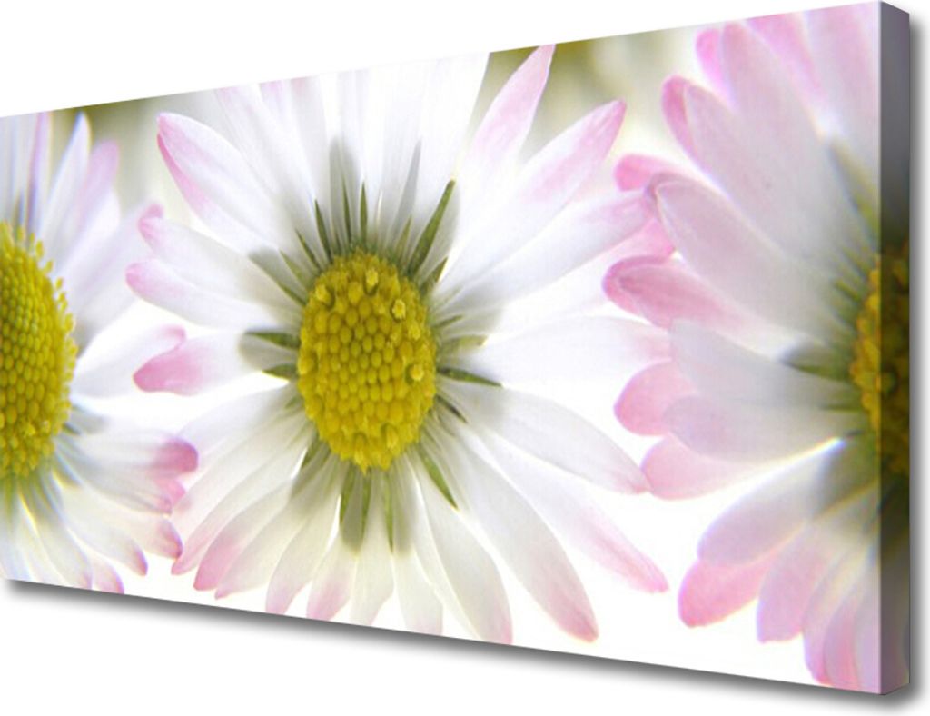 Tulup Leinwand-Bilder 100x50 Wandbild Canvas Kunstdruck Gänseblümchen Pflanzen