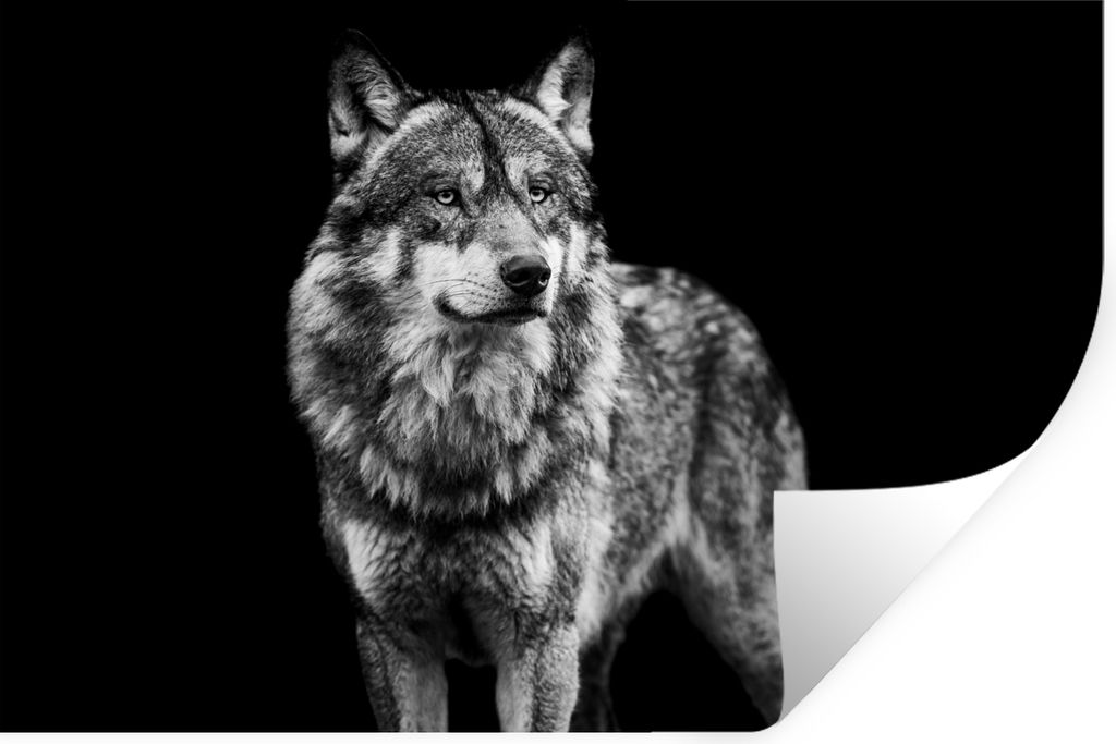MuchoWow Wandtattoo Wandsticker Wandaufkleber Wolf - Tiere - Wild - Schwarz - Weiß 90x60 cm Selbstklebend und Repositionierbar - Aufkleber