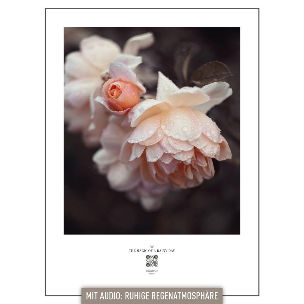 HÖRBAR RELAX Hörbild | Motiv "Rosen" | Poster | Entspannung durch Klangbilder | Romantische zarte Rosen | Audio-Inhalt "Ruhige Regenatmosphäre"