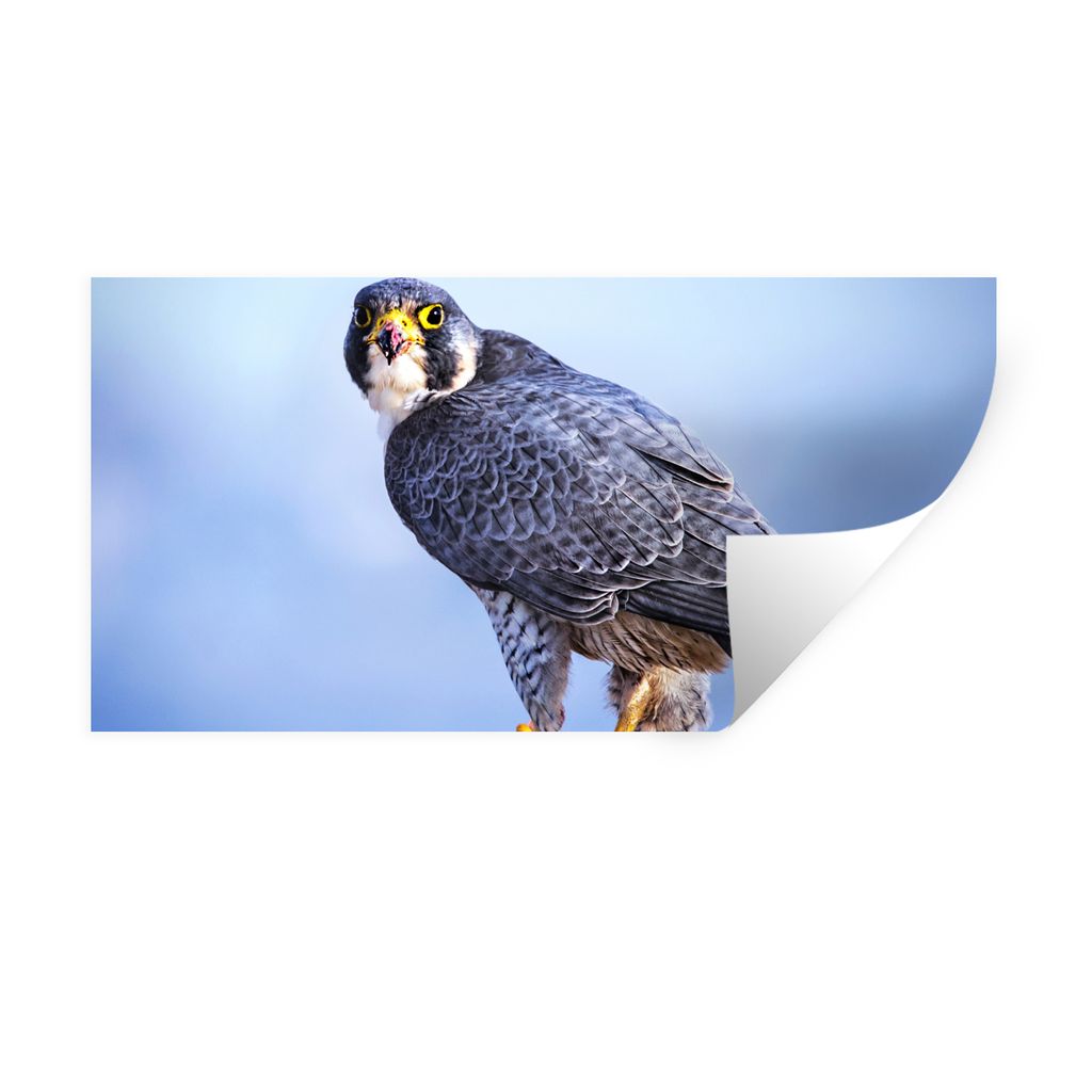 MuchoWow Wandtattoo Wandsticker Wandaufkleber Nahaufnahme eines Raubvogels auf einer dicken Holzstange 120x60 cm Selbstklebend und Repositionierb...