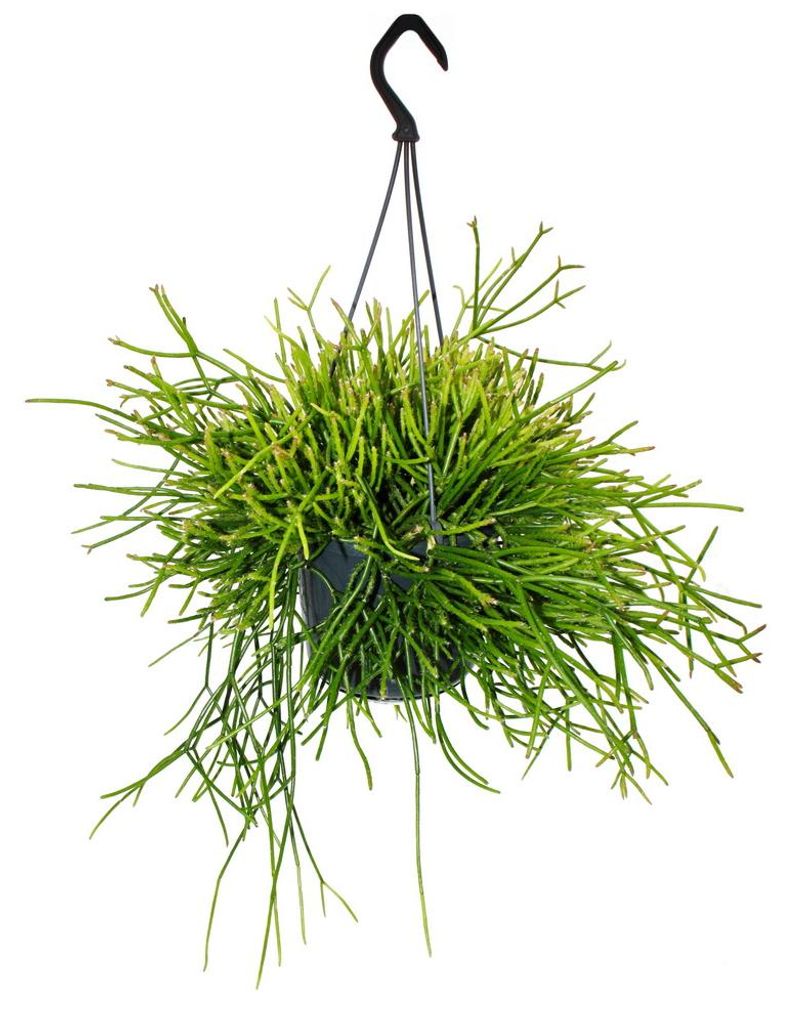 Urban Jungle Elegance - Moderne Kakteen-Ampel mit toller Blattstruktur - Rhipsalis pulchra - 15cm