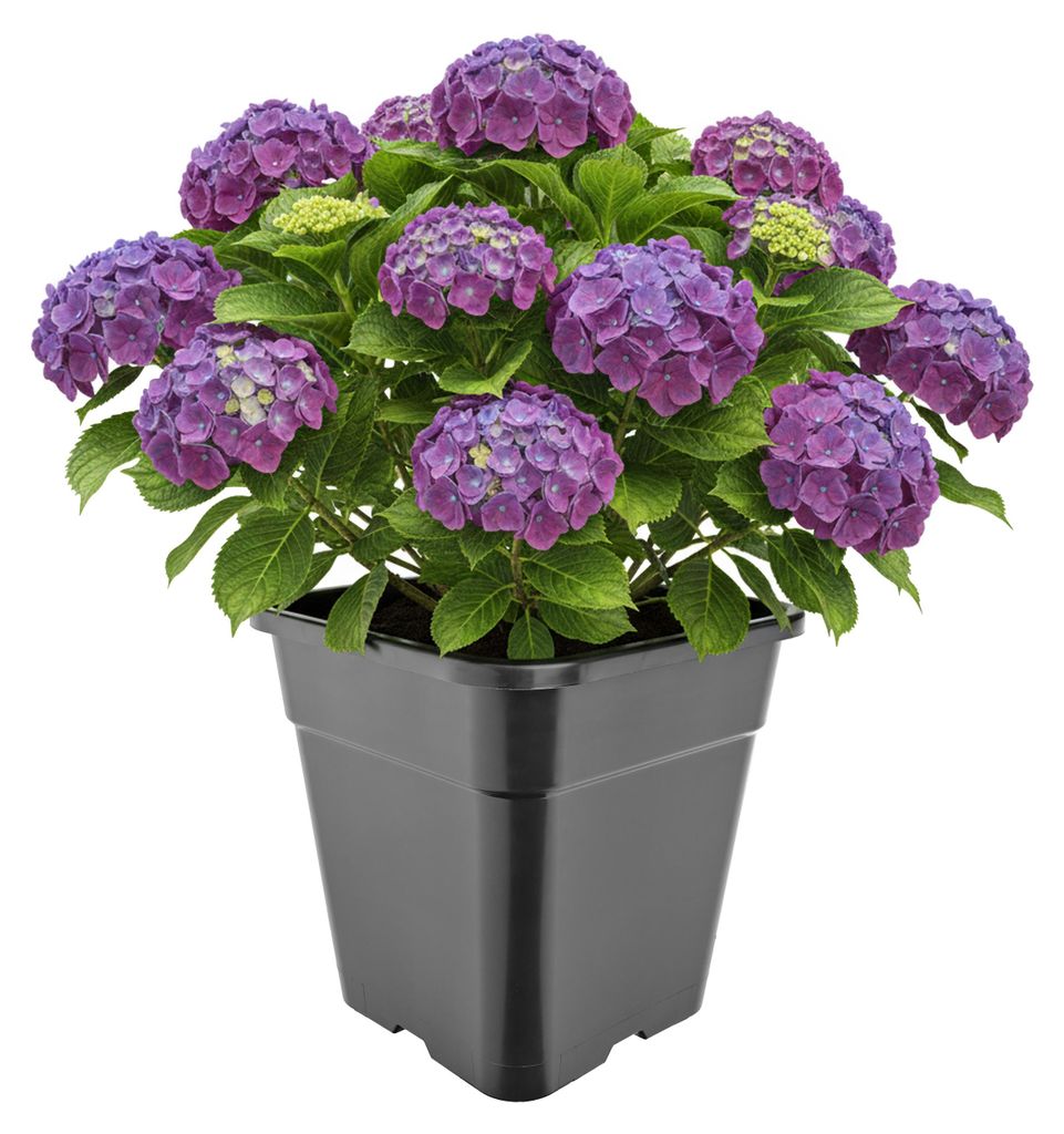 Garronda Kunststoff hoch eckig mit Drainagelöchern für Garten (Schwarz, 30,5 x 30,5 x 31 cm (18L)) GD-KW-HS