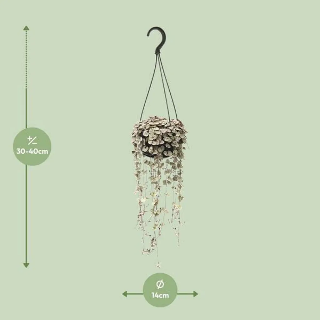 Ceropegia woodii Variegata 14 cm - Plante Idéale pour Suspension