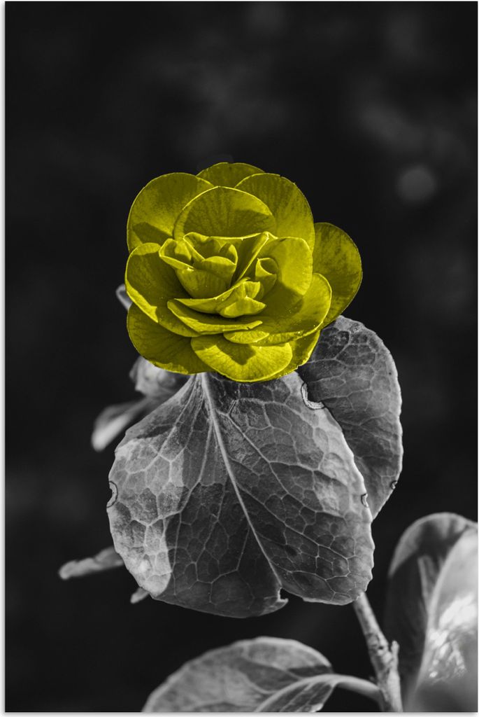 MuchoWow® Poster Blumen - Rose - Gelb - Schwarz - Weiß Produktbild 