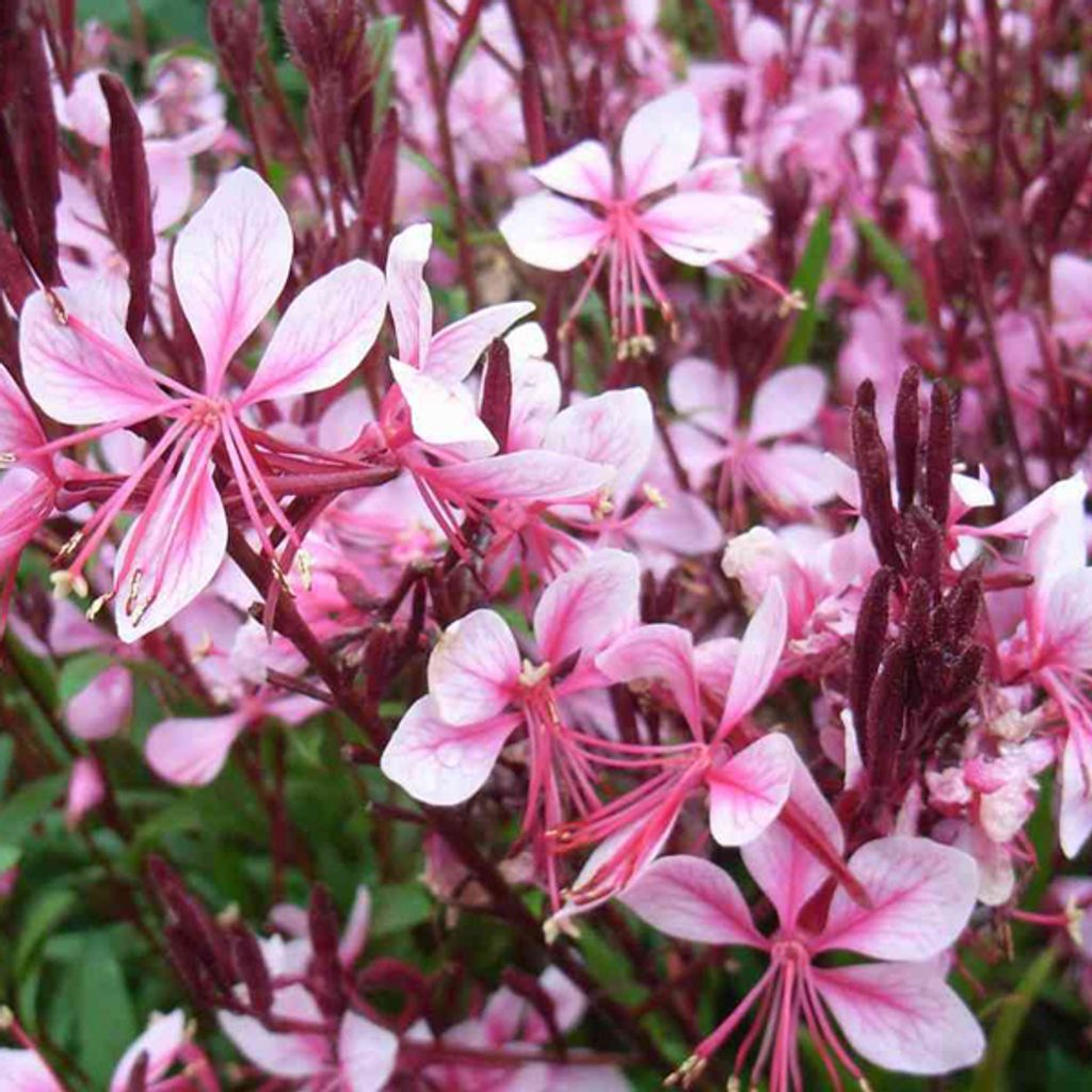 6 x Prachtkerze - Gaura lindheimeri 'Cherry Brandy' | Topf 9cm x 9cm