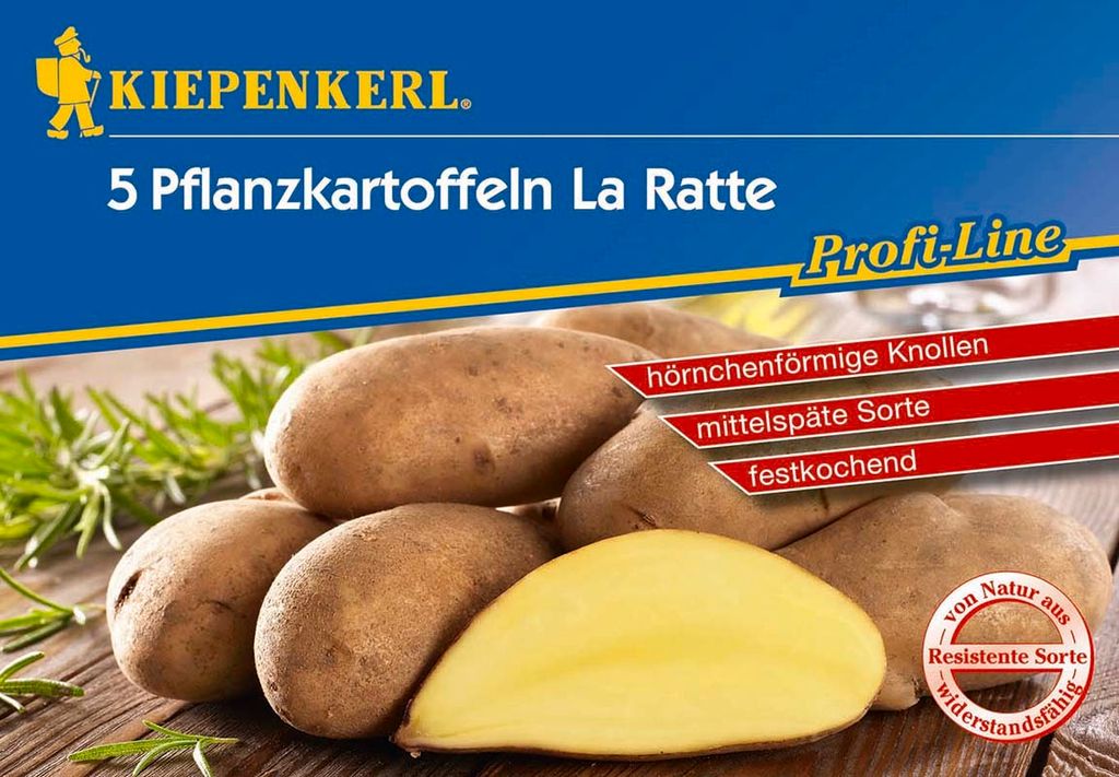 Pflanzkartoffel La Ratte (5 Stück) (gelb, festkochend, mittelspät) | Pflanzkartoffeln von Kiepenkerl