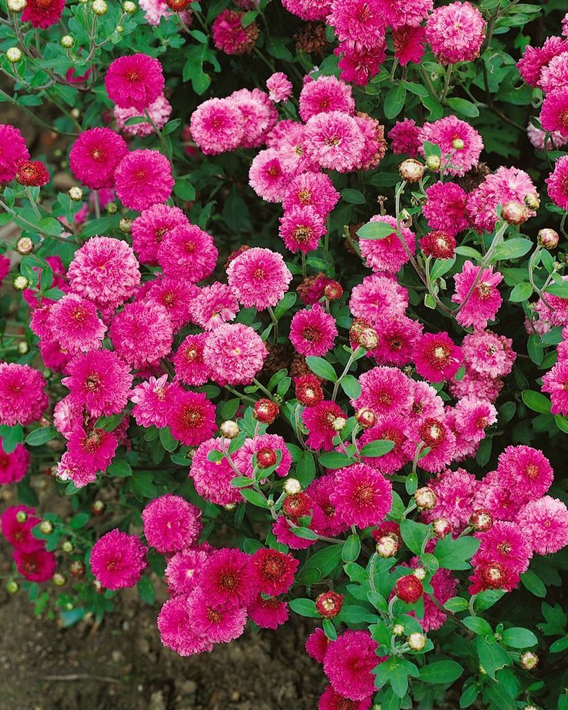 Chrysanthemum 'Anastasia' Kaufland.de