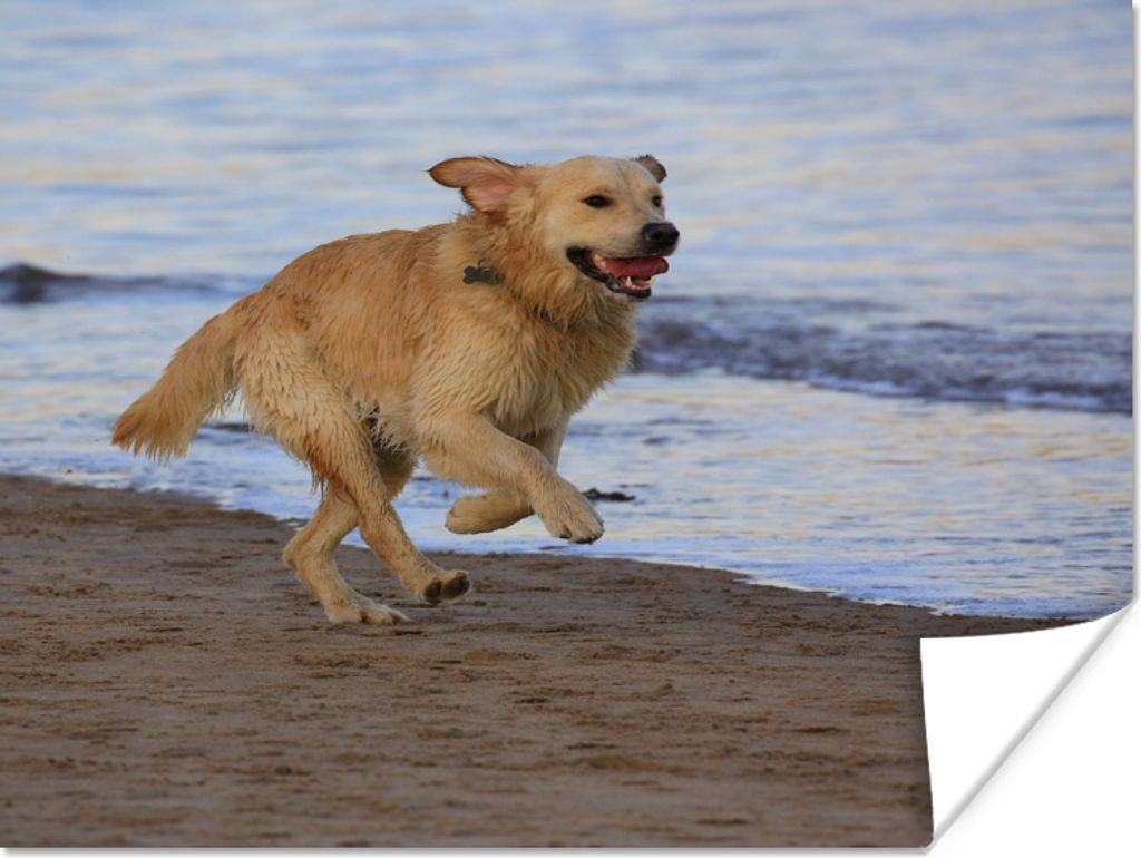 MuchoWow Poster Ein Golden Retriever entlang des Wassers am Strand 40x30 cm - Plakate für die Wände - Poster Wohnzimmer
