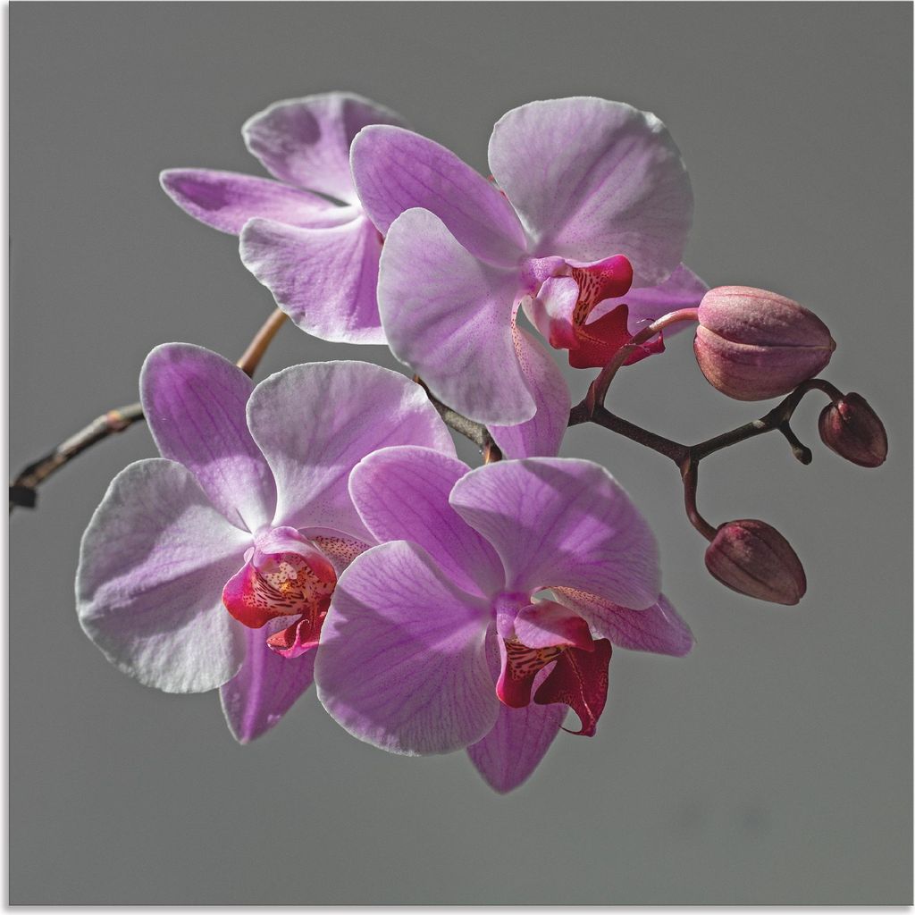 ARTland Wandbild Alu für Innen & Outdoor Orchideentraum Größe: 30x30 cm
