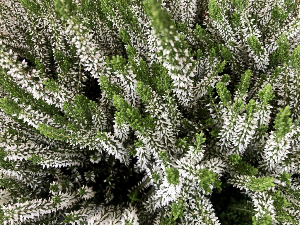12 x Calluna vulgaris blanc/blanc - Bruyère cendrée 10- 12 Image du produit 