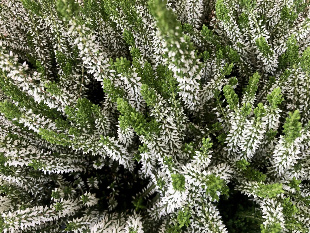 Bruyère blanche Calluna pour bordures et balcons - 12 pots de 10,5 cm