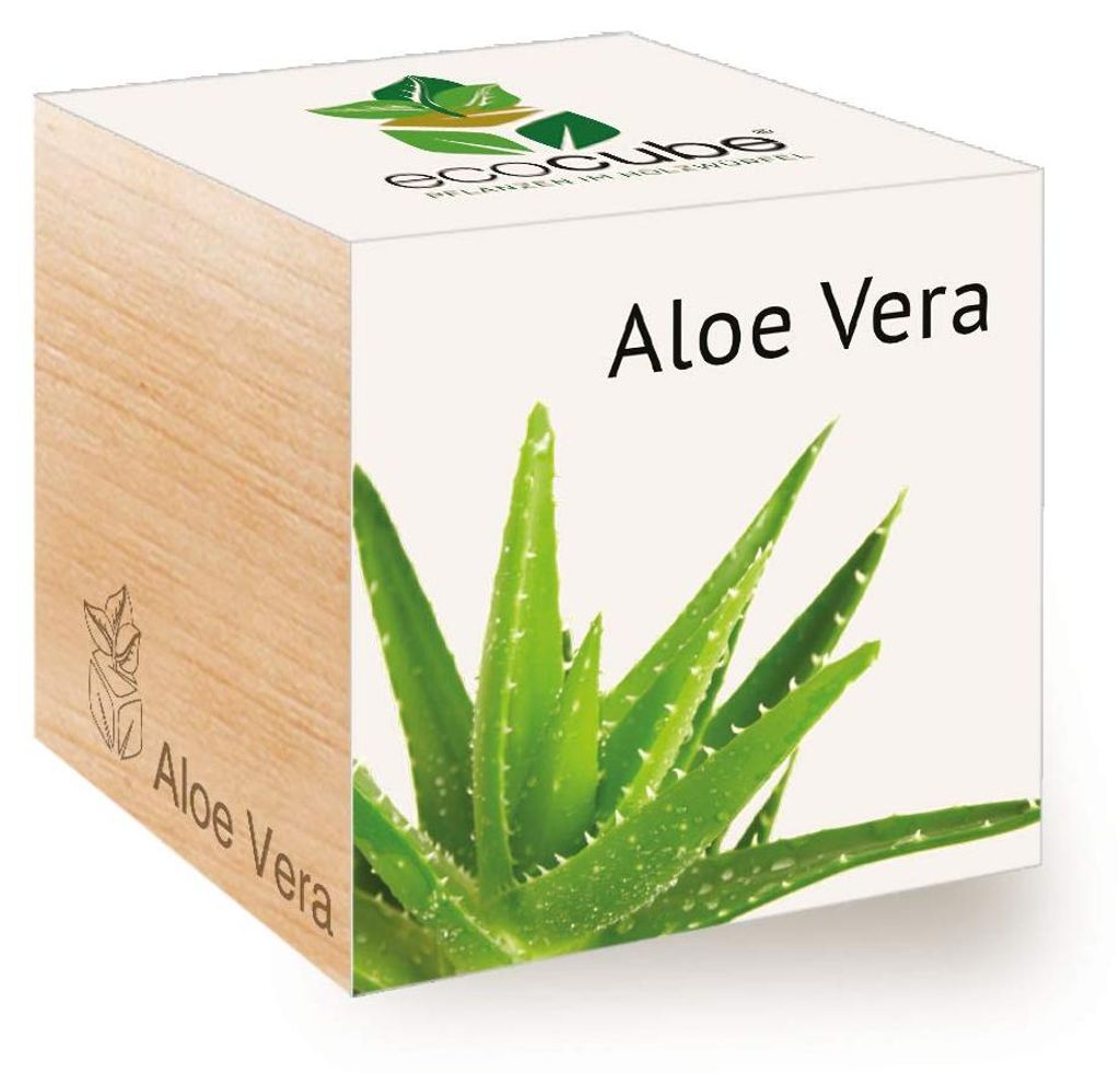 Feel Green Ecocube Aloe Vera, nachhaltiges Anzuchtset, 100% Eco Friendly, Pflanzen im Holzwürfel
