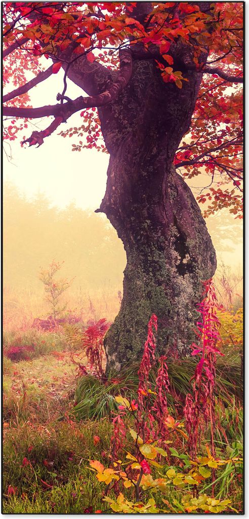 Stahl Magnettafel Hochformat 78x37cm Lichtung Im Herbst